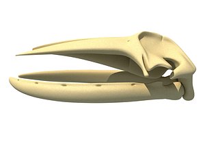 humpback whale skull skeleton 3D model