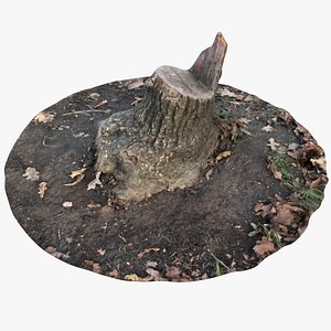 oak stump 7 model