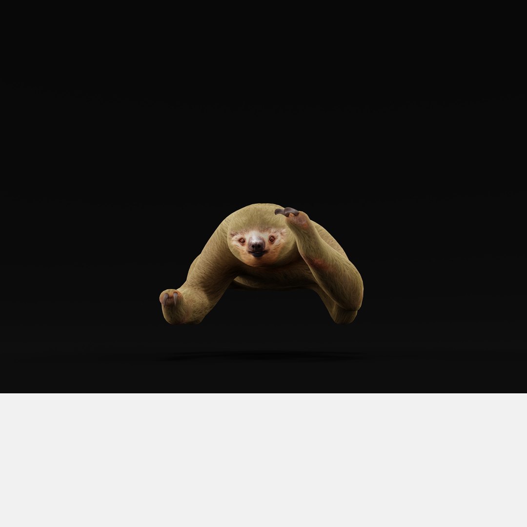 Two Toed Sloth Model - TurboSquid 2312322