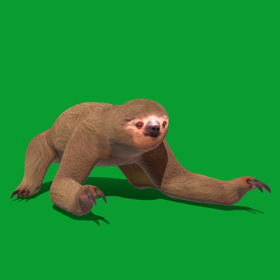 Two Toed Sloth Model - TurboSquid 2312322