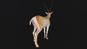 Gazelle 3D model