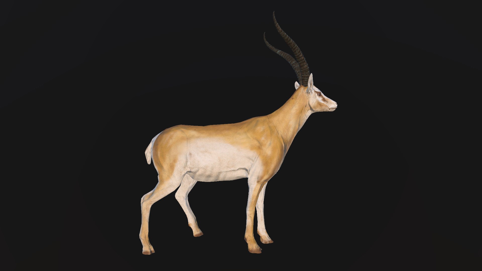 Gazelle 3D model https://p.turbosquid.com/ts-thumb/WD/mRMX12/Qg/2/jpg/1749220743/1920x1080/fit_q87/fdac1359a91a3ea86fce5b08d68315b237bf8aa4/2.jpg