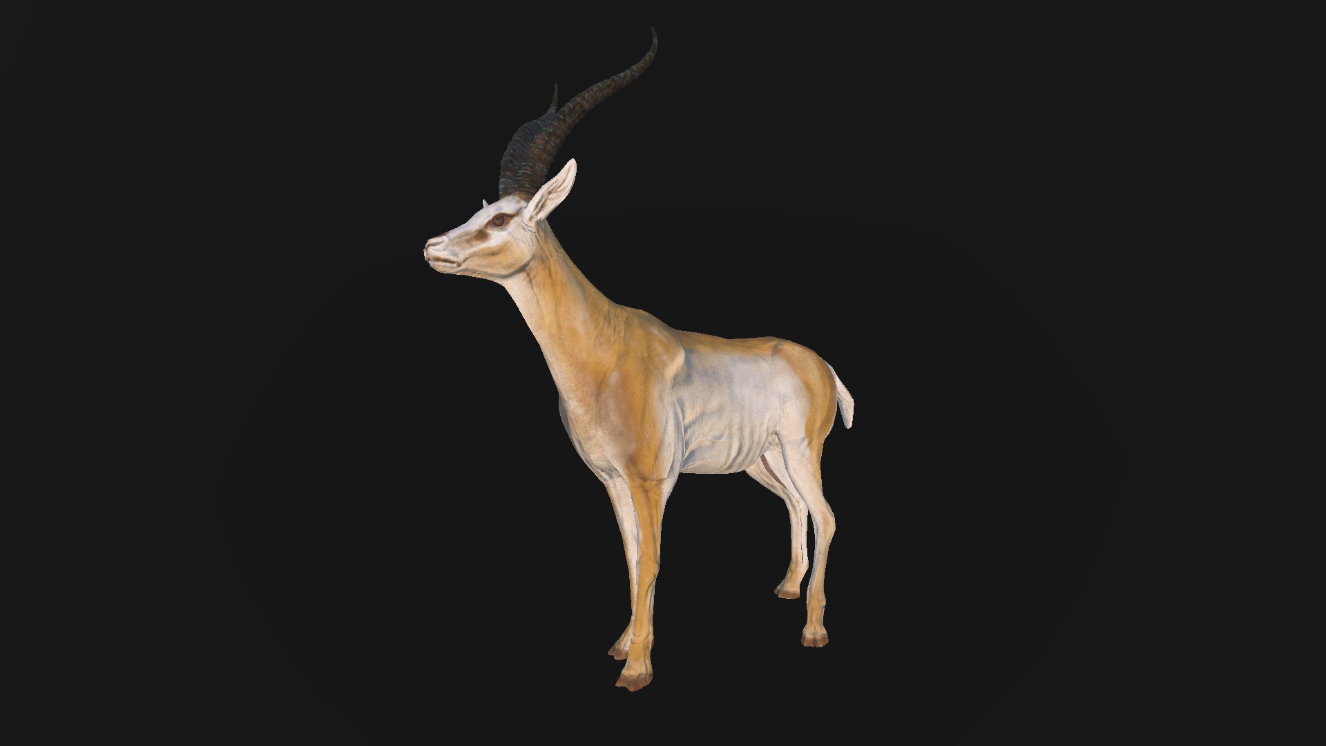Gazelle 3D model https://p.turbosquid.com/ts-thumb/WD/mRMX12/r5/5/jpg/1749220744/1920x1080/fit_q87/35d5755ea1cfe689ddeffae316ad2a610c975b89/5.jpg
