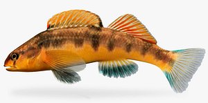 Etheostoma flavum   Saffron Darter Male