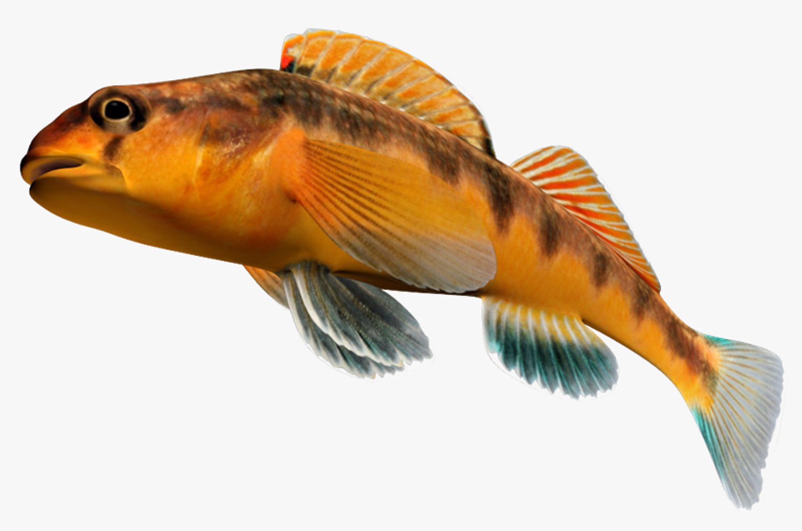 etheostoma flavum saffron darter fbx