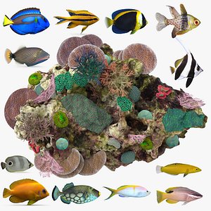 coral reef fish model