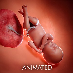 fetus week 40 model