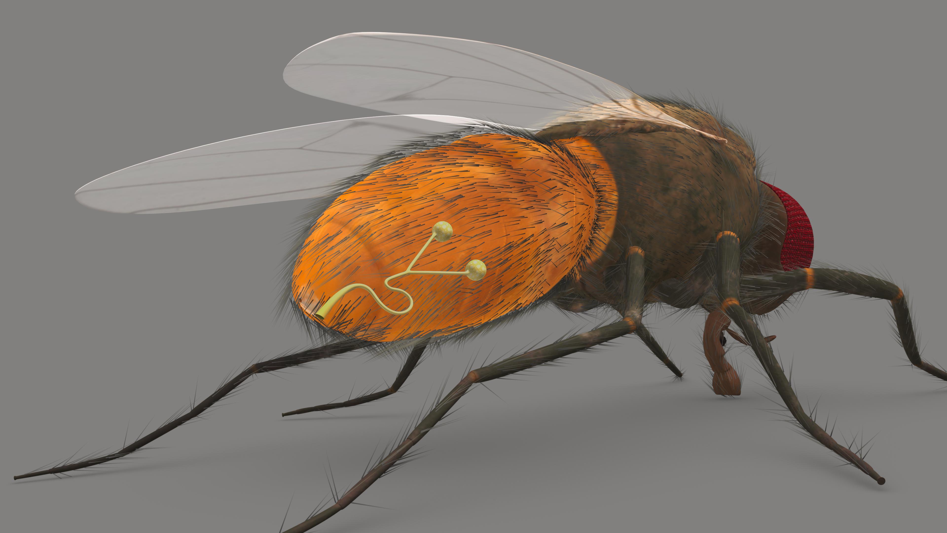 Housefly Male Reproductive system model - TurboSquid 1803897