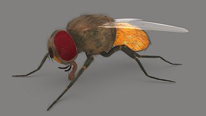 Housefly Male Reproductive system model