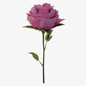 peony pink flower 3D model