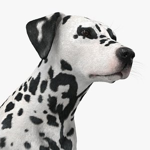 3D Pedigree Dalmatian Dog Walking Animated Fur Rigged For Blender