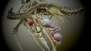 Chicken anatomy and skeleton