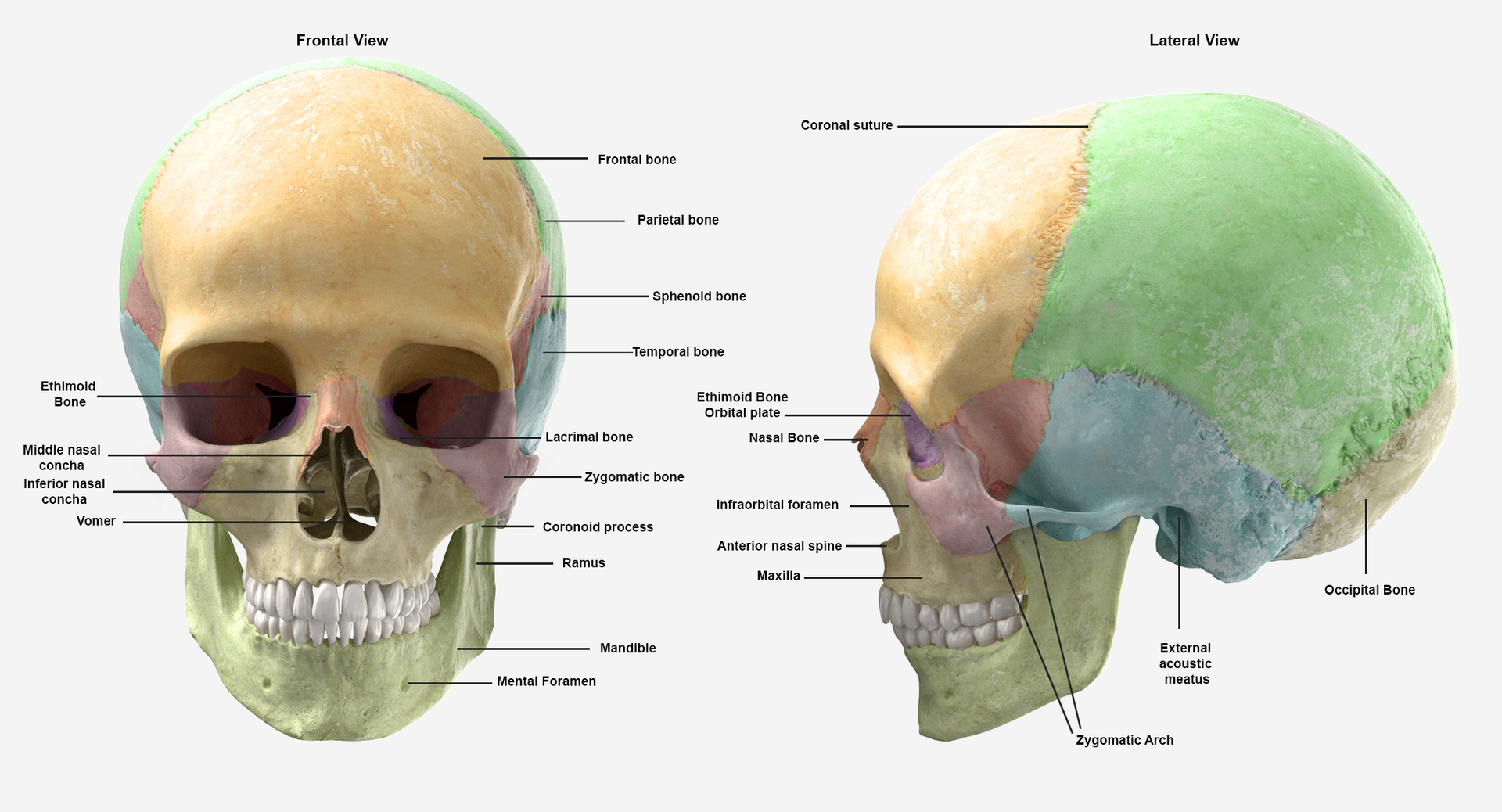 Scheletro Umano Con Nomi Delle Ossa Modello 3D Anatomia delle ossa dello scheletro maschio umano reale con