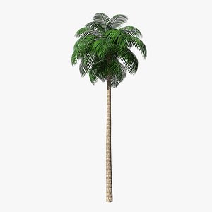 Palm Tree 02 (Low Poly)