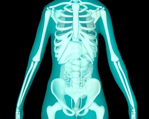 xray thorax abdomen internal organs 3d 3ds