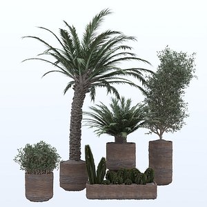 indoor plant 3D model