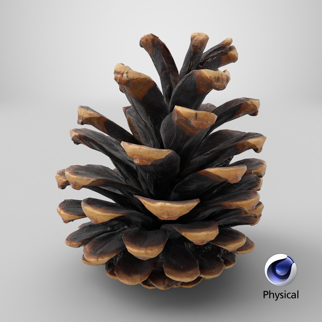 3D Prop 16 Pine Cones Type 01 https://p.turbosquid.com/ts-thumb/WE/l4D7Pu/6Z/stemcell_cinema_4d_physical_render/png/1699625015/1920x1080/fit_q87/8e9d41a508986b111598e8ecd76d51eae2d61678/stemcell_cinema_4d_physical_render.jpg