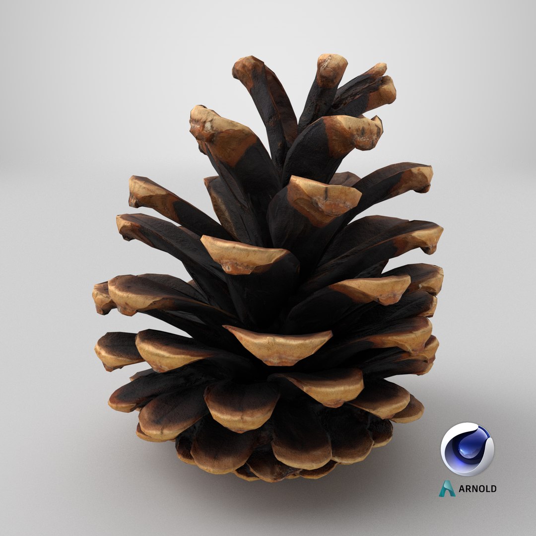 3D Prop 16 Pine Cones Type 01 https://p.turbosquid.com/ts-thumb/WE/l4D7Pu/pH/stemcell_cinema_4d_arnold_render/png/1699625013/1920x1080/fit_q87/2bbe6b210d2b365d9d587fc04a795b086db9c5dc/stemcell_cinema_4d_arnold_render.jpg