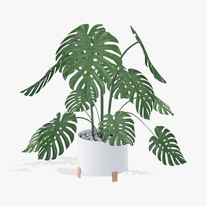 3D Monstera plant