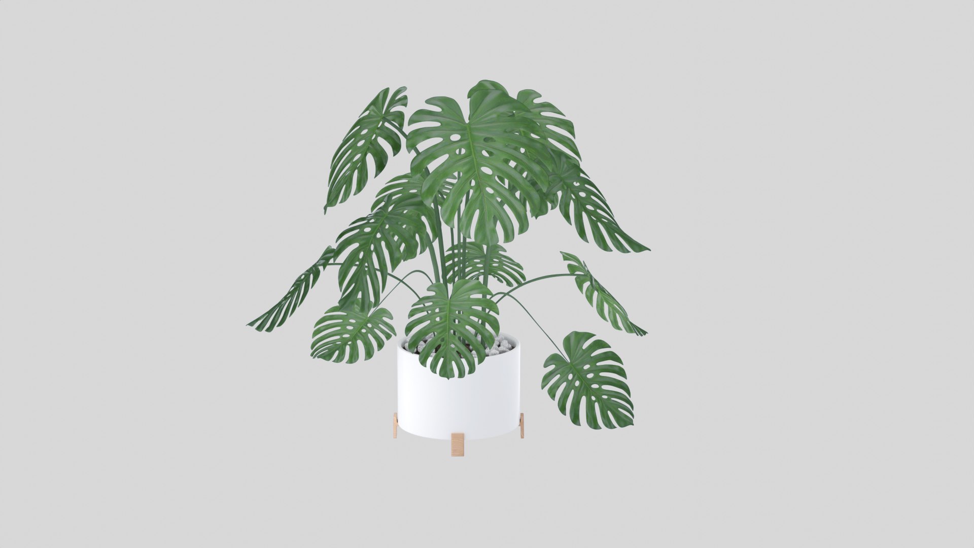 3D Monstera plant https://p.turbosquid.com/ts-thumb/WE/nohd6f/4s/render4/jpg/1640375746/1920x1080/fit_q87/f1f925486df1a8519285d67e7e69fba396ac8a58/render4.jpg