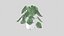 plante Monstera