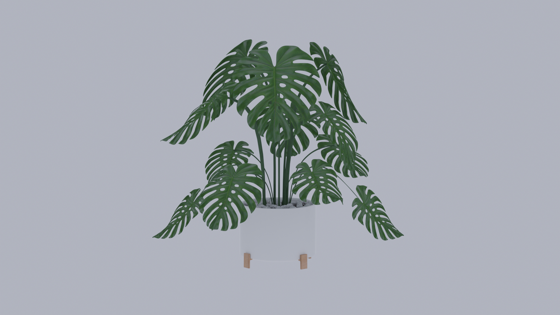 3D Monstera plant https://p.turbosquid.com/ts-thumb/WE/nohd6f/Bx/00/png/1640375998/1920x1080/turn_fit_q99/60f05132082b506bacb3bf38f9839aa44e94ac3c/00-1.jpg