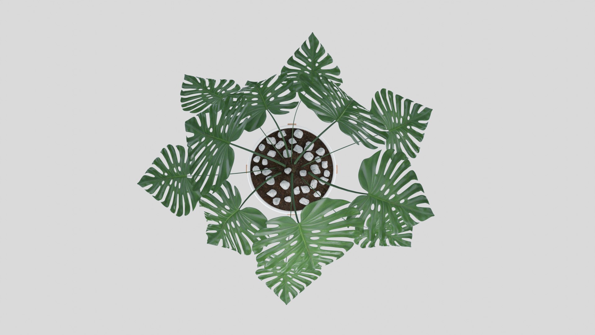 3D Monstera plant https://p.turbosquid.com/ts-thumb/WE/nohd6f/Cz/render3/jpg/1640375746/1920x1080/fit_q87/b0b5effde848ba992afa0ff7e0ea27b4aaba1622/render3.jpg