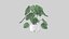 plante Monstera