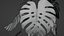 plante Monstera