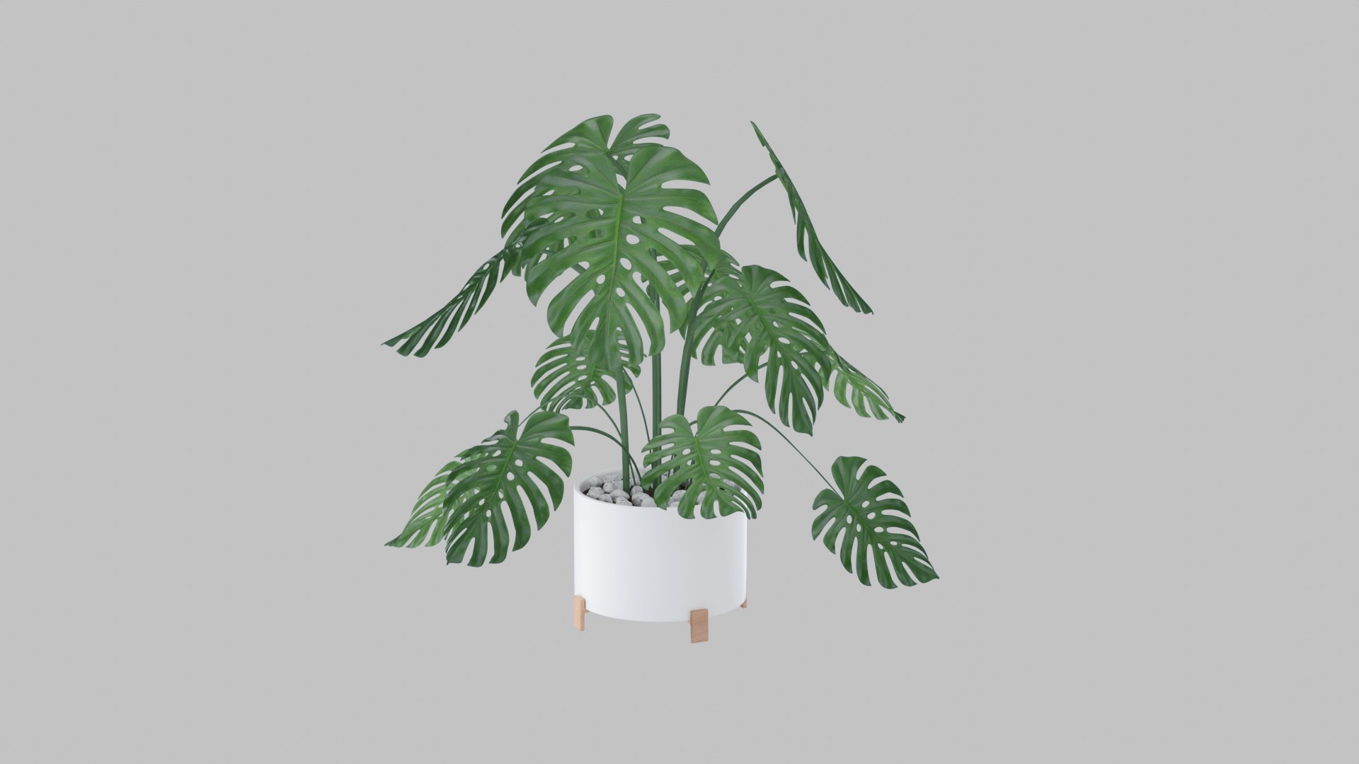 3D Monstera plant https://p.turbosquid.com/ts-thumb/WE/nohd6f/UC/render5/jpg/1640375745/1920x1080/fit_q87/f5331126abb85fe15476705dbc9ceabd7aa3b6f2/render5.jpg