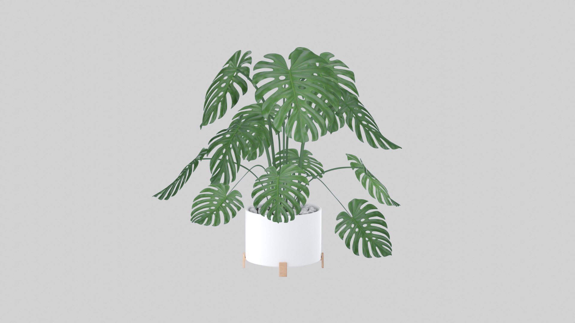 3D Monstera plant https://p.turbosquid.com/ts-thumb/WE/nohd6f/xa/render2z/jpg/1640375818/1920x1080/fit_q87/55868a5a853606f1ac86e26c8a7529d3d11e18c3/render2z.jpg