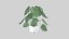 plante Monstera