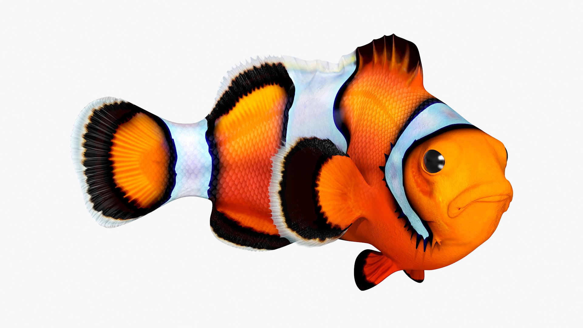 Realistic Clownfish Rigged for Cinema 4D 3D model preview