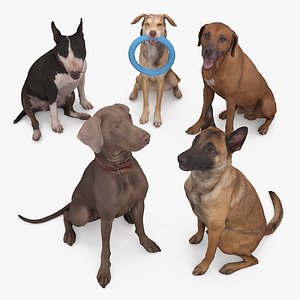 3D animals sitting dog