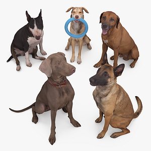 Sitting Dog Collection x5