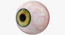 Realistic Human Green Eyeball