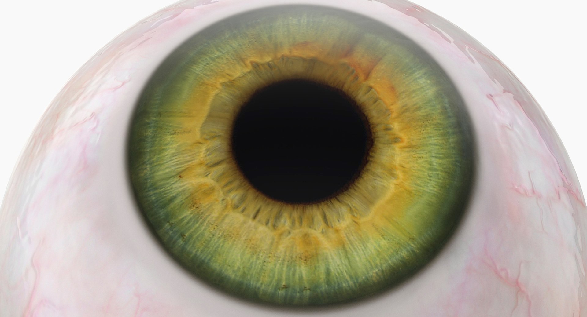 3D Realistic Human Green Eyeball Model - TurboSquid 2390555