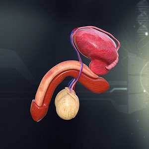 Male Organ Anatomy
