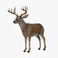 deer white 3d model