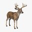 deer white 3d model