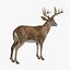 deer white 3d model