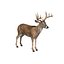 deer white 3d model