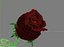 3d model rose animation