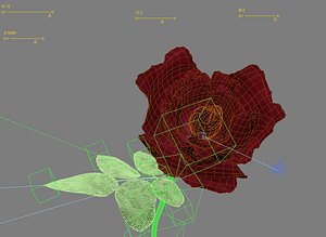 3d model rose animation