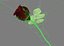 3d model rose animation