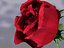3d model rose animation