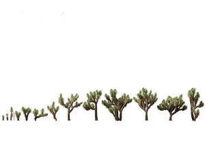 Yucca brevifolia - Joshua tree