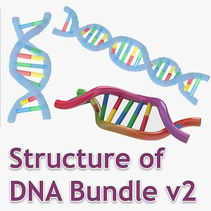 Structure of DNA Bundle 2