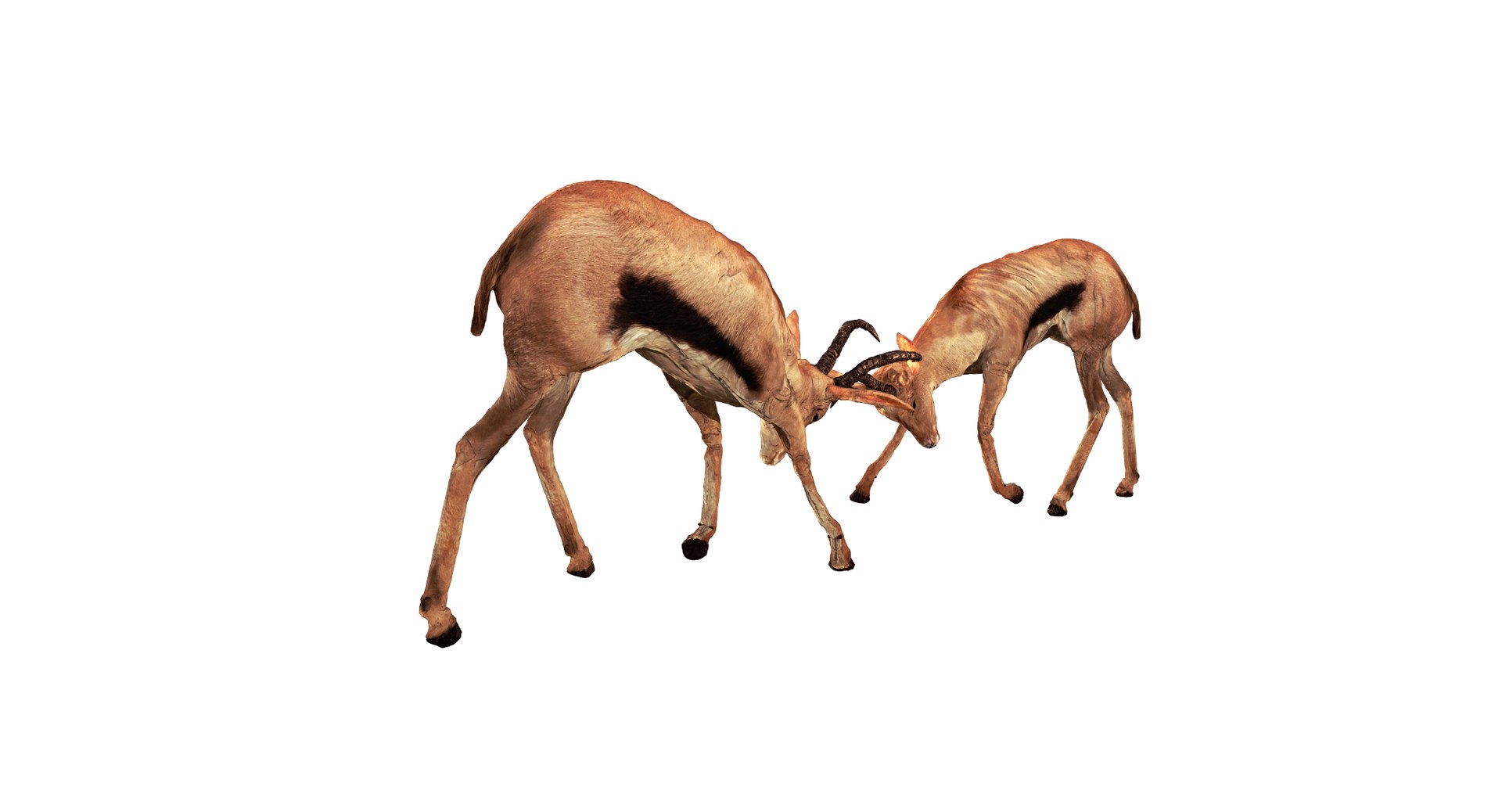 Buck Springbok Impala 3d Model