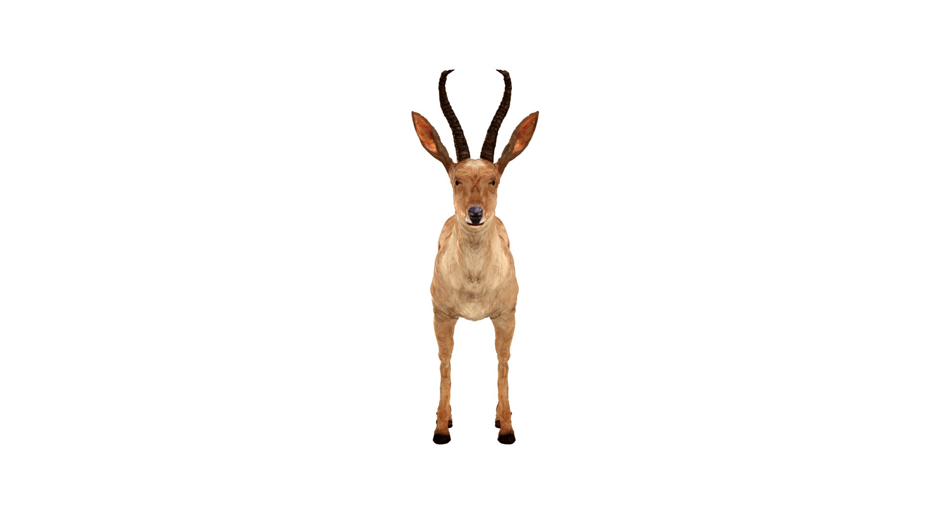 Buck Springbok Impala 3d Model